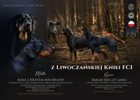 Polský honič - štěně