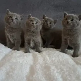 Exkluzivní koťátka Chartreux s průkazem původu (PP)
