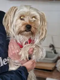 Larinka hledá ten nejlepší domov