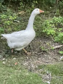 Letošní květnová housata