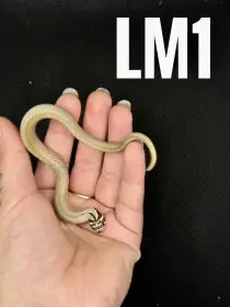 Heterodon nosatý