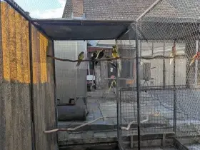 Prodám rosela žlutobřichá