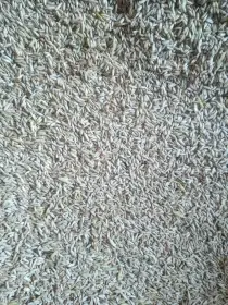Oves nahý , Oves černý , Lesknice kanárská