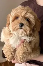 Nádherná holčička Maltipoo hledá svůj milující domov