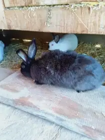 Mladí králíci (8, 6 a 4 týdny)