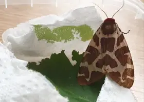 Přástevník medvědí, (Arctia caja), vajíčka / mladé housenky
