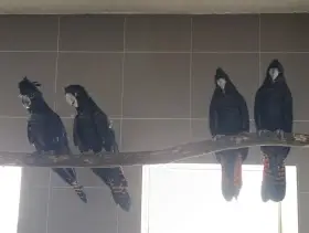 Kakadu havraní Calyptorhynchus banksii banksii