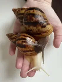 Lissachatina reticulata classic a albino body