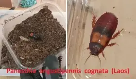 Okrasné druhy švábů a stínky (nabídku průběžně rozšiřuji)
