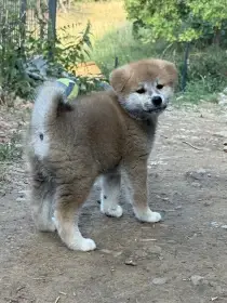 💚Akira