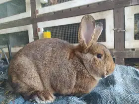 Vídeňský šedý - samci