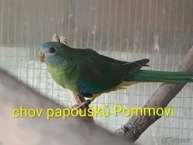 Neoféma tyrkysová - 2x samec s testem pohlaví  další