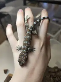Gekko gecko
