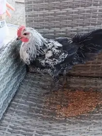Prodám krásného kohouta
