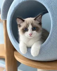 Poslední koťátko ragdoll s PP - seal bicolor kocourek