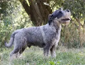 Knírač střední