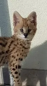 Prodám nepribuzny pár servalů - Leptailurus serval ideální pro chov, zoo atd.