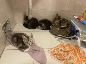 Mainska mývalí koťátka