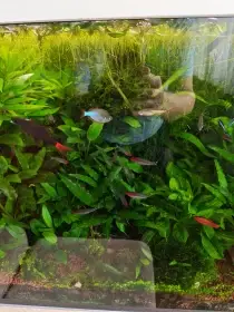Mnoho akvarijních ryb