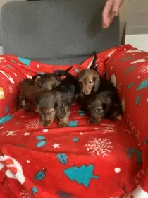 Jezevčík dlouhosrstý trpasličí/kraličí červený