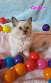 Ragdoll s PP