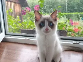 Ragdoll koťátka bez PP