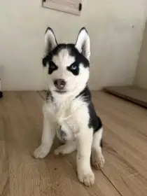 Sibiřský Husky