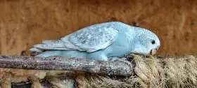 Andulky modré, šedé, světlokřídlé.