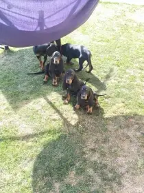Black And tan coonhound