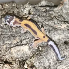 Gekončík noční - Ostrava Fauna trhy - 30.8.