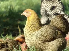 Zdrobnělá wyandotka koroptví vlnitá