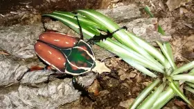 Mecynorrhina torquata ugandensis
