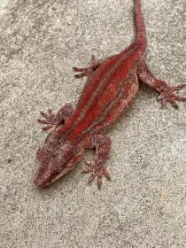 R. Auriculatus samice