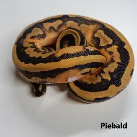 Krajta královská (Python regius) - mláďata 2026 - ŽE Praha 5.9.2026