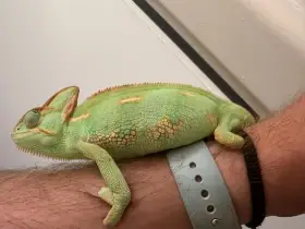 Daruji do dobrých rukou samici chameleona