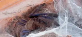 Chilobrachys sp(blue Vietnam) 1-2sv