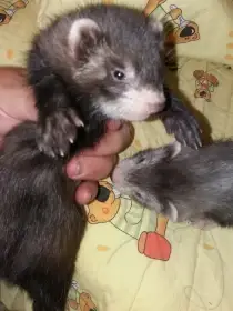 Holcicka