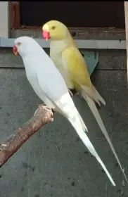 Kremino a Albino s dna