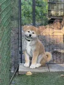 Akita s PP již k odběru