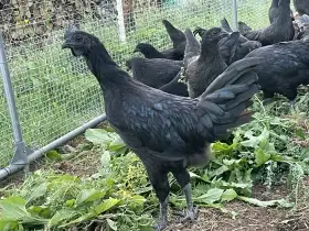 Ayam Cemani