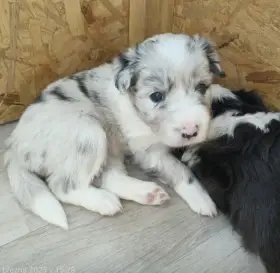 Fenečka Border kolie v barvě blue merle s PP