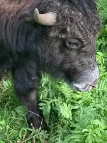 Jak tibetský, krásný roční býček nebo dva