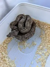 Hypo sonoran
