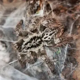 Heteroscodra maculata