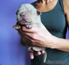 Štěňátka American Bully XL