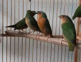 Astrildi