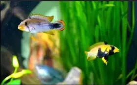 Cichlidka panduro (Apistogramma panduro)