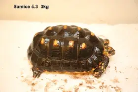 Samice želv uhlířských