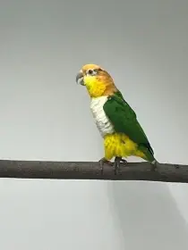 Amazónek Bělobřichý