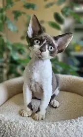 Devon rex koťátka s PP